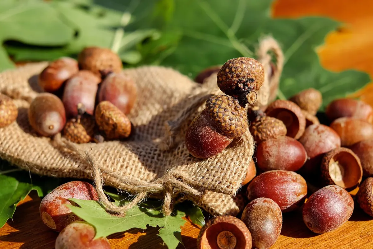 Common Oak Pruning Mistakes and How to Avoid Them