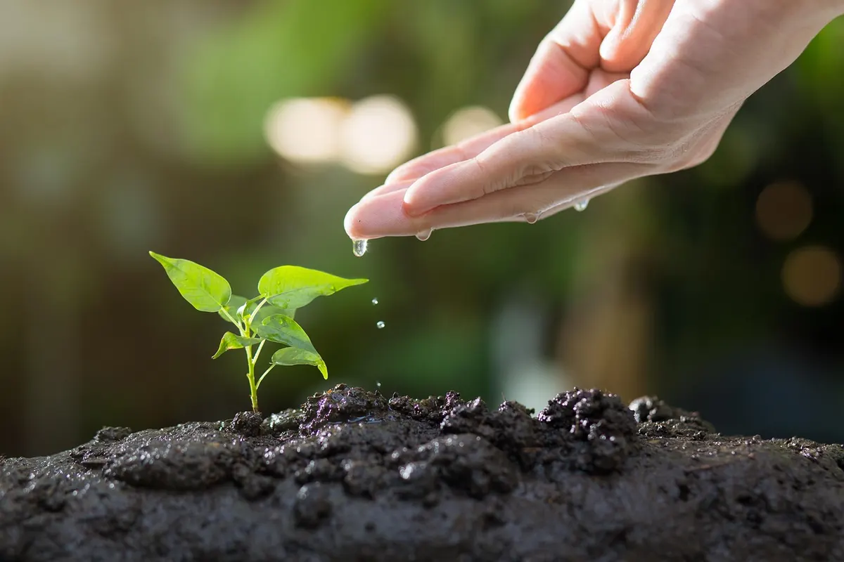 How to Grow an Oak Tree from an Acorn: A Beginner's Step-by-Step Guide