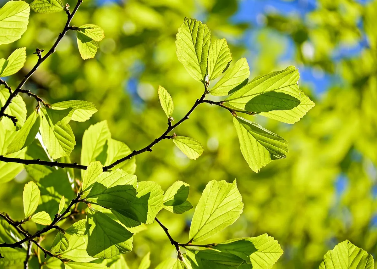 How to Identify Oak Trees in Winter: A UK Guide to Twigs, Buds and Bark