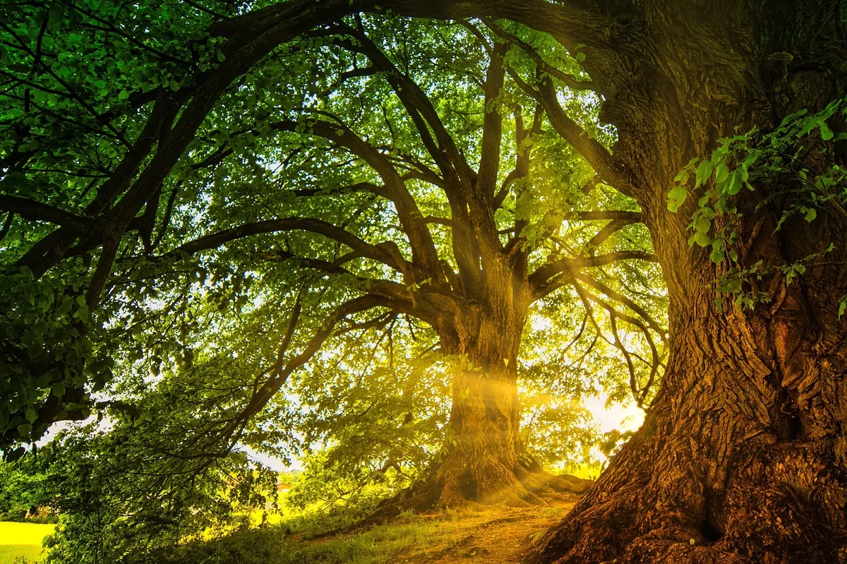 How to Survey an Ancient Oak: A Citizen Science Checklist